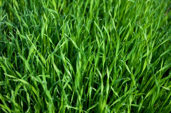 Background of a wet green grass