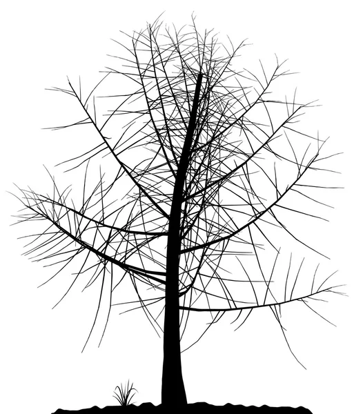 a tree silhouette