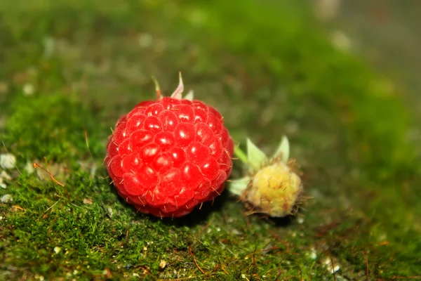 Raspberries on moss