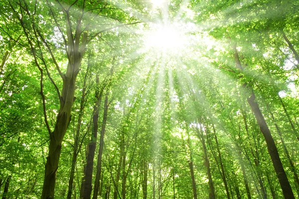 Sunlight in trees of forest