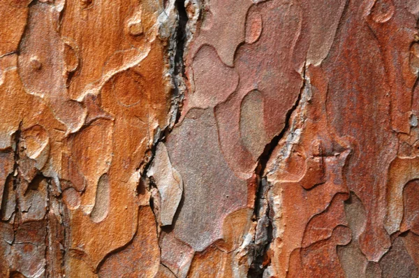 Old oak bark