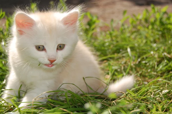 White kitten in grass