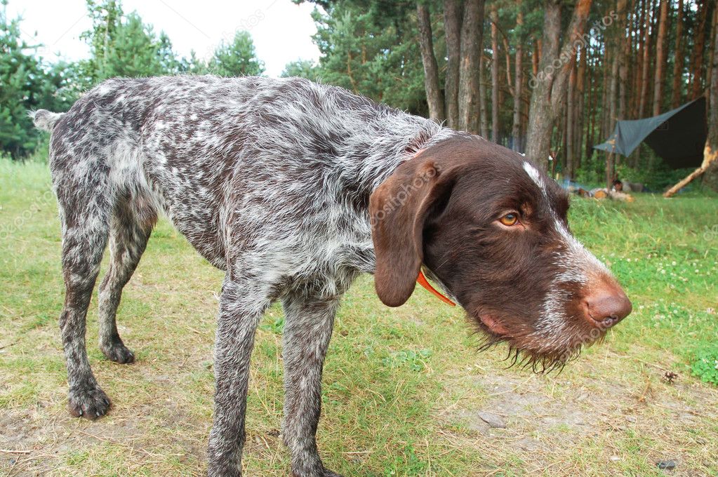 English Wirehaired Pointer