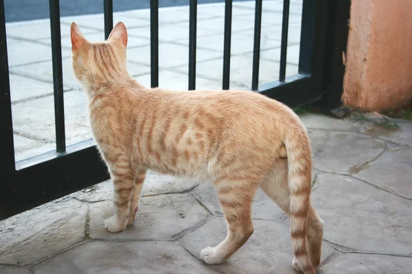 Tawny Cat