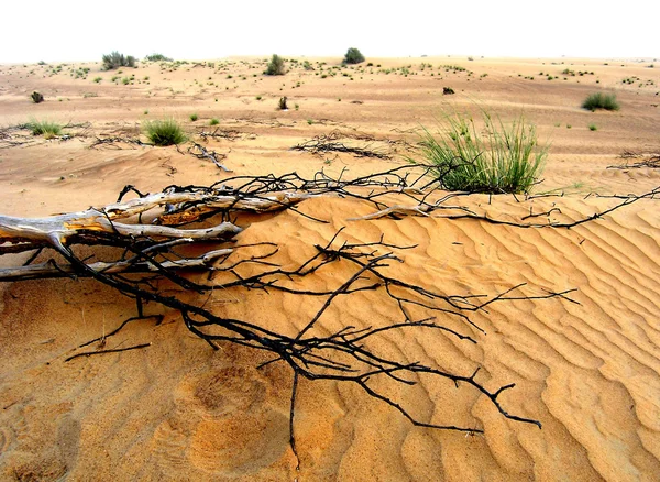 Branch in desert