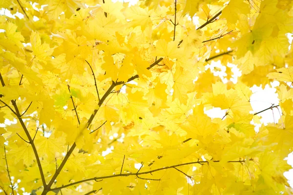 Autumn foliage of gold maple
