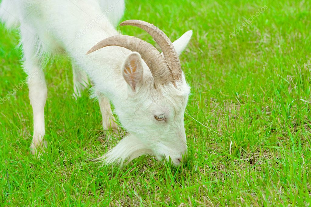 white-goat-eating-grass-free-stock-photo