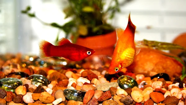 Colorful two fishes