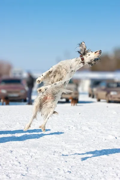 Jumping dog of breed an English setter