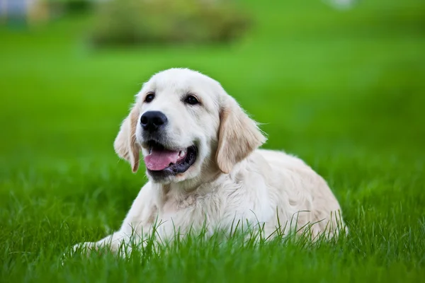 Golden retriever puppy on green grass
