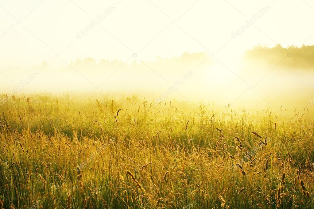 sunrise grass