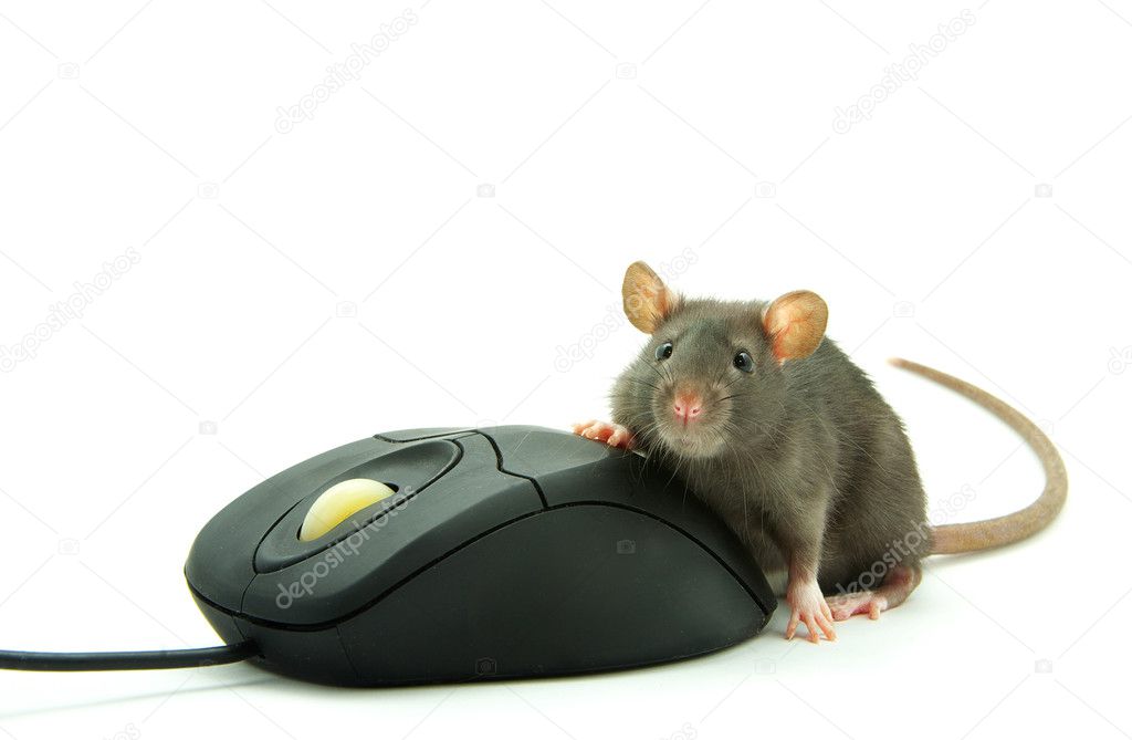 http://static3.depositphotos.com/1000152/170/i/950/depositphotos_1702656-Rat-and-computer-mouse.jpg