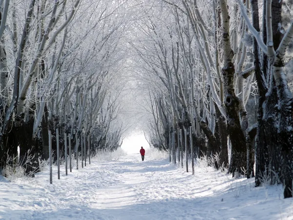 Man walking forest lane in winter