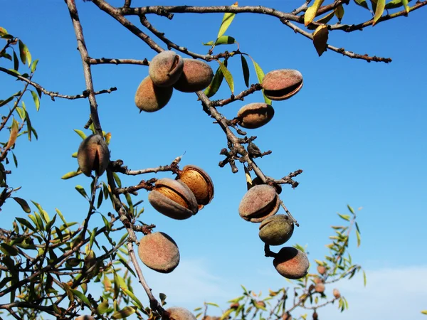 Branch of the almond