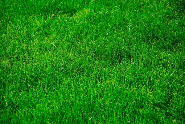 Green grass — Stock Photo #1025360