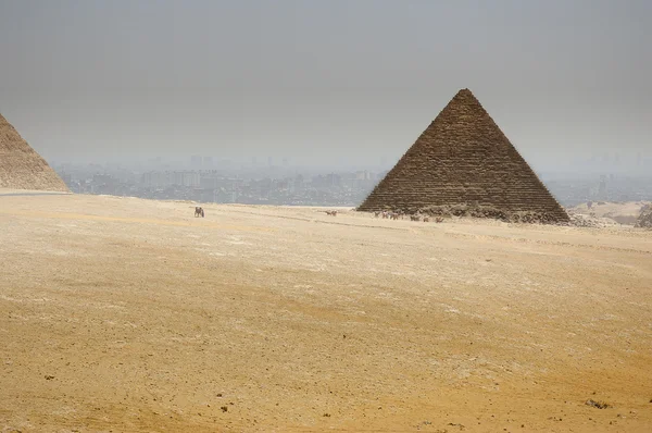 The Egyptian pyramids with desert