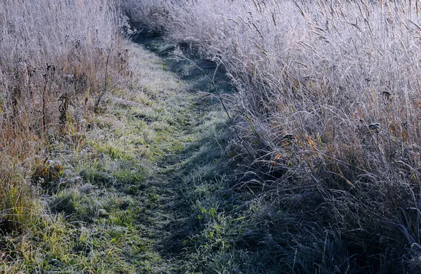 Path In The Field In The Late Fall