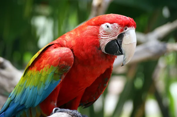Closeup photo of parrot ara