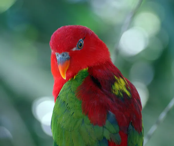 A bright parrot