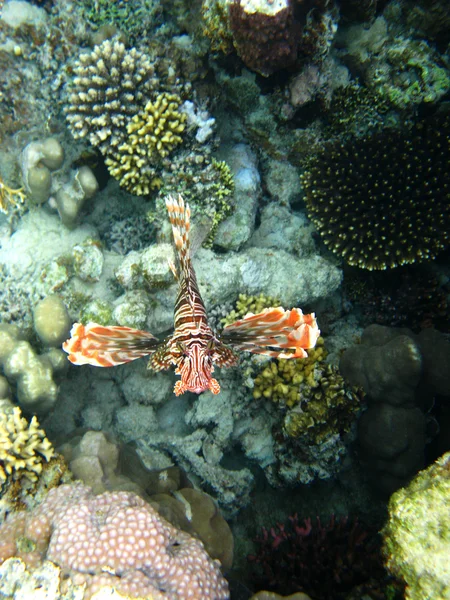 Coral reef and red lionfish