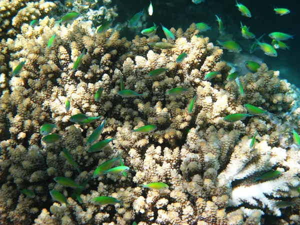 Blue-green chromises and coral reef