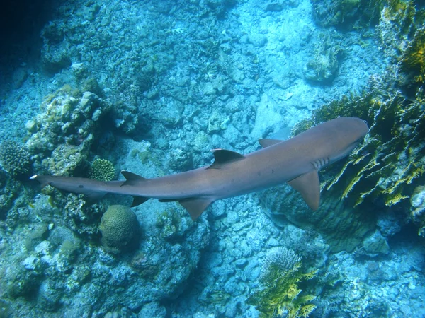 Reef shark and coral reef