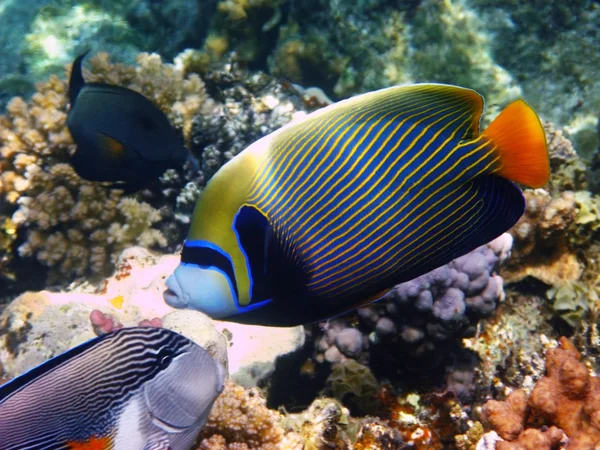 Emperor angelfish and reef