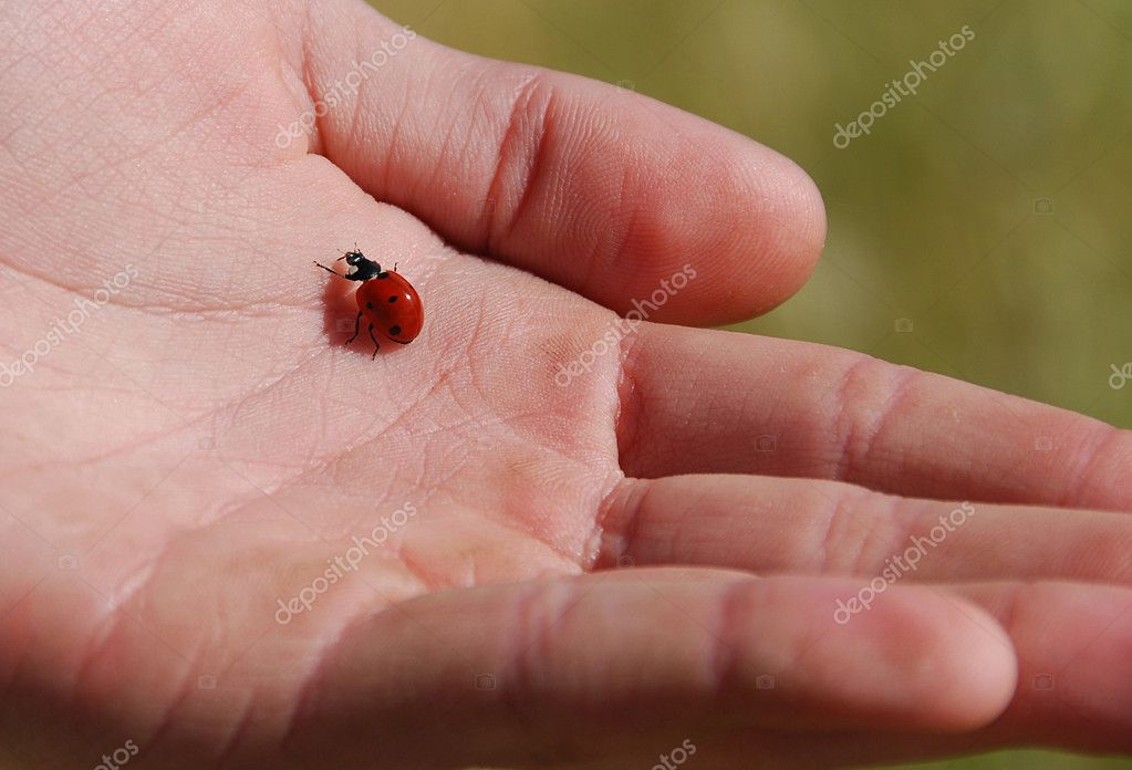 Ladybug Up Close