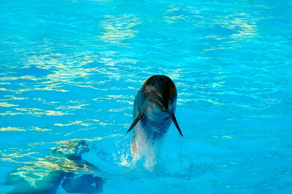 Jumping dolphin