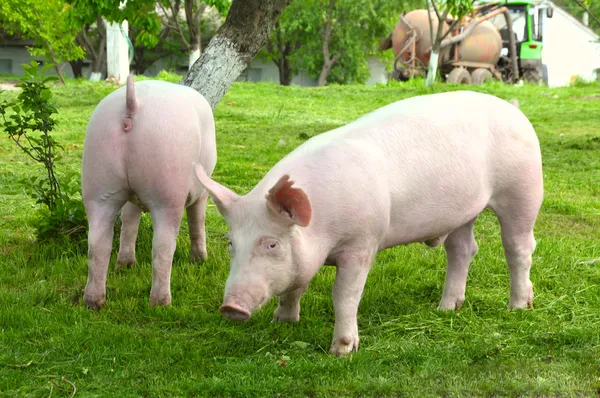 Young pigs — Stock Photo #1020975