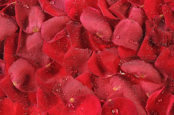 Petals of roses are in drops