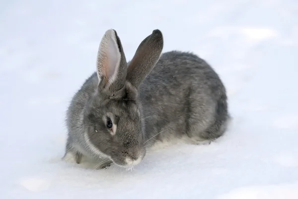 A Gray Rabbit