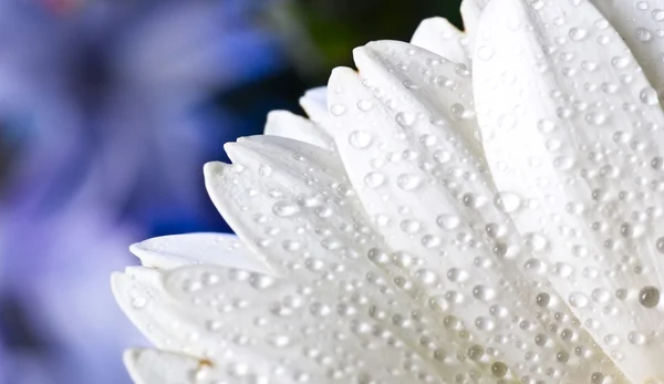 White gerbera petals with water drops