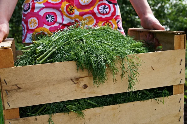 A girl with new dill crop in a wooden bo