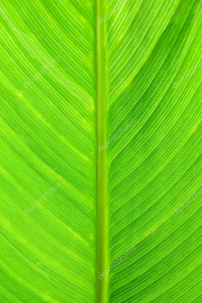 Tropical Leaf
