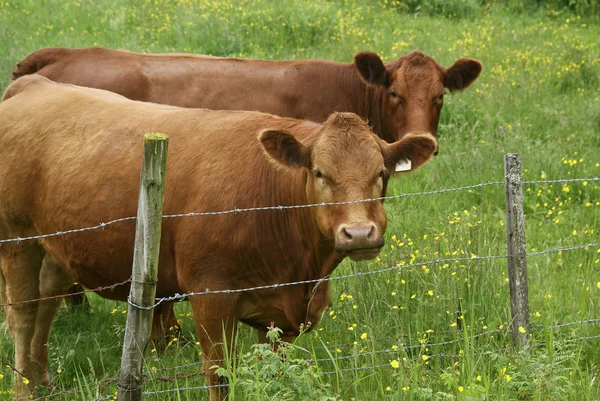 Curious beef cattle