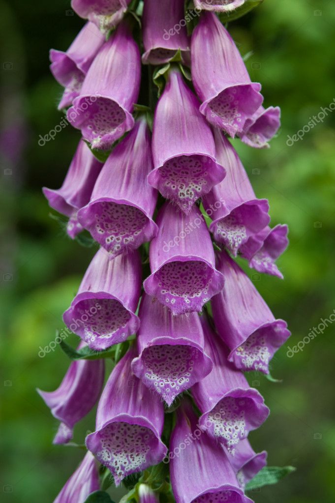 purple foxglove