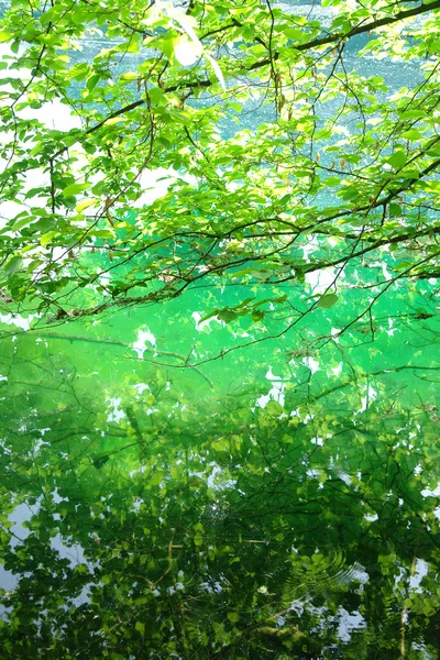 Green water mountain lake