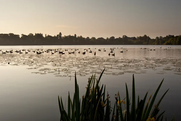 Ducks on Ellesmere Lake in sunrise light