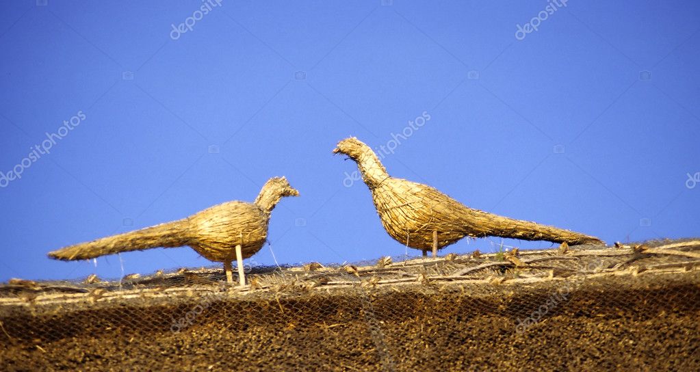 birds on roof