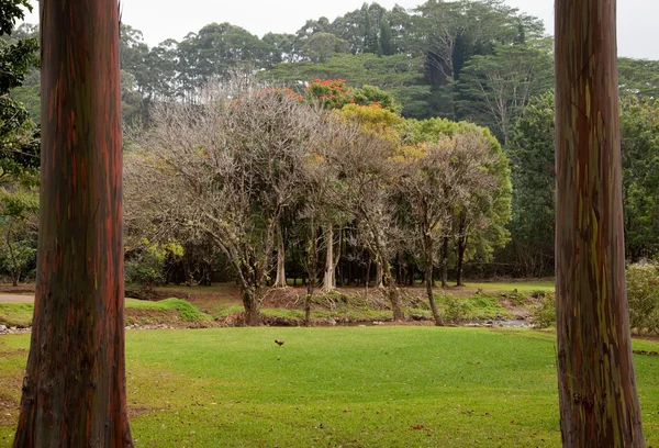 Rainbow Eucalyptus trees frame forest
