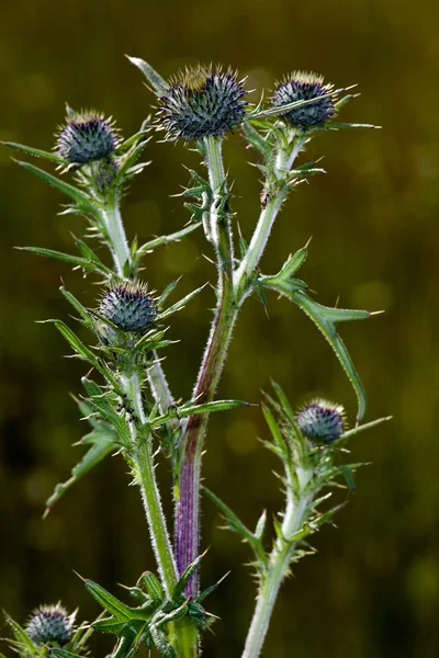 Thistle Bushes