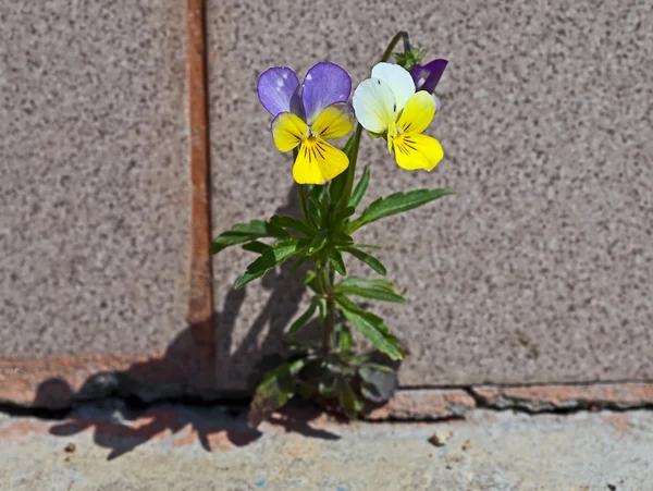 The violet plant growing on concrete. W