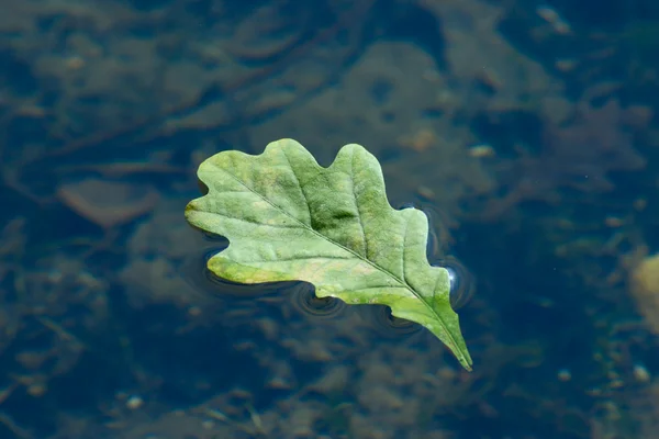 Autumn oak sheet floating in water