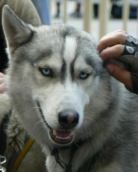 Husky Cart