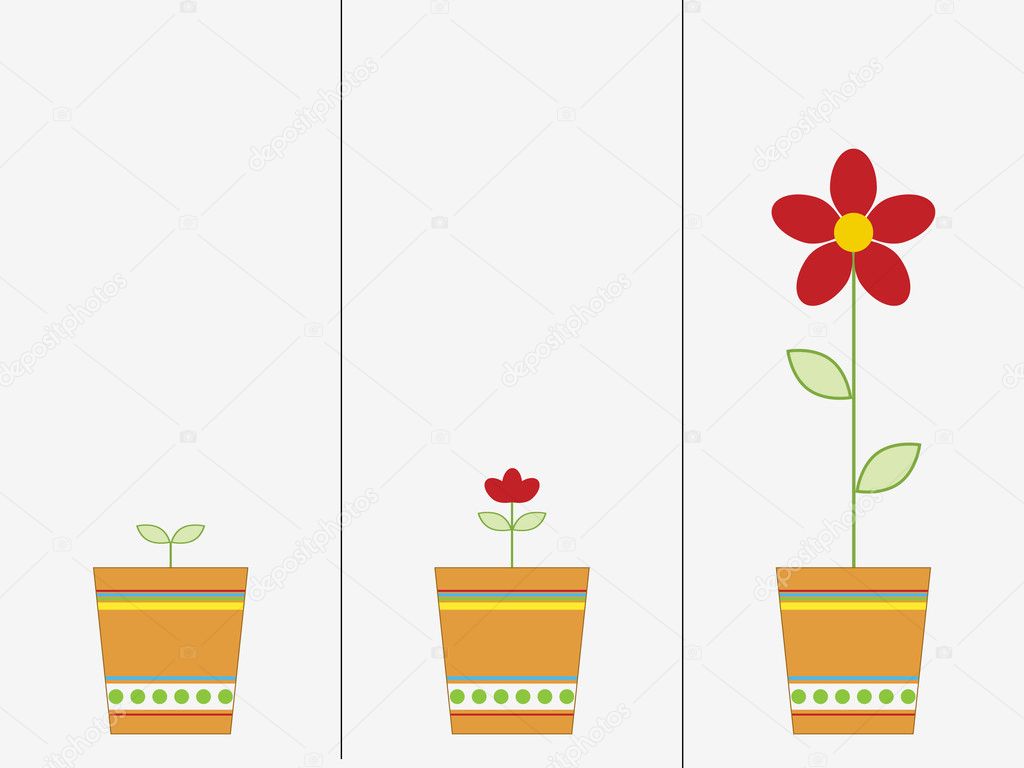 Flower Stages