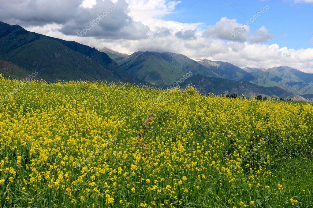 Yellow alfalfa — Stock Photo © AChubykin #1086499