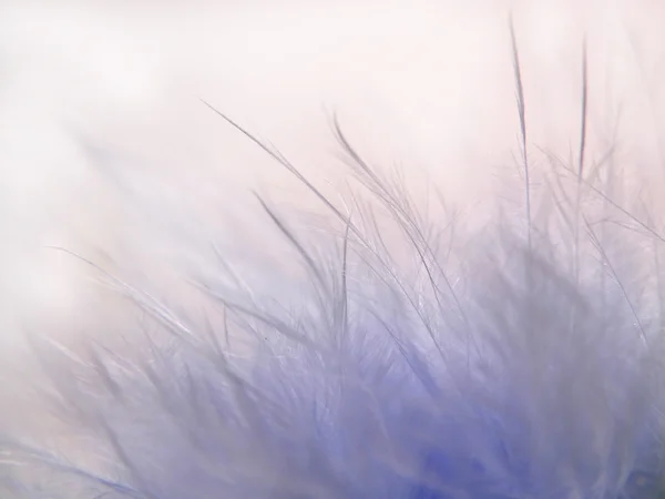 Blue feather background