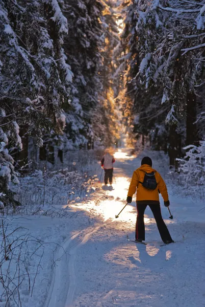 Cross country skiing in wood