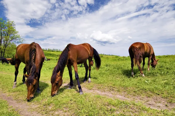 Herd of wild steppe horses on graze